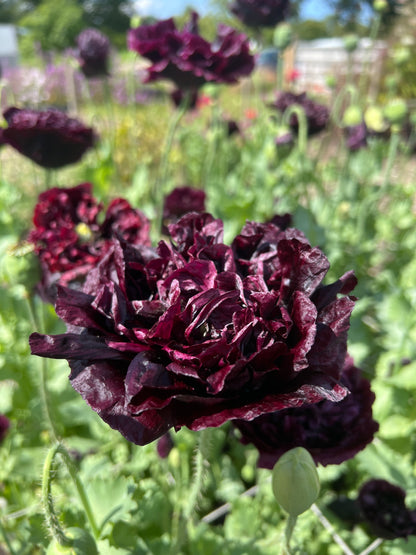 Deep burgundy ruffled Poppy Black Peony flowers with silvery foliage in a garden setting.