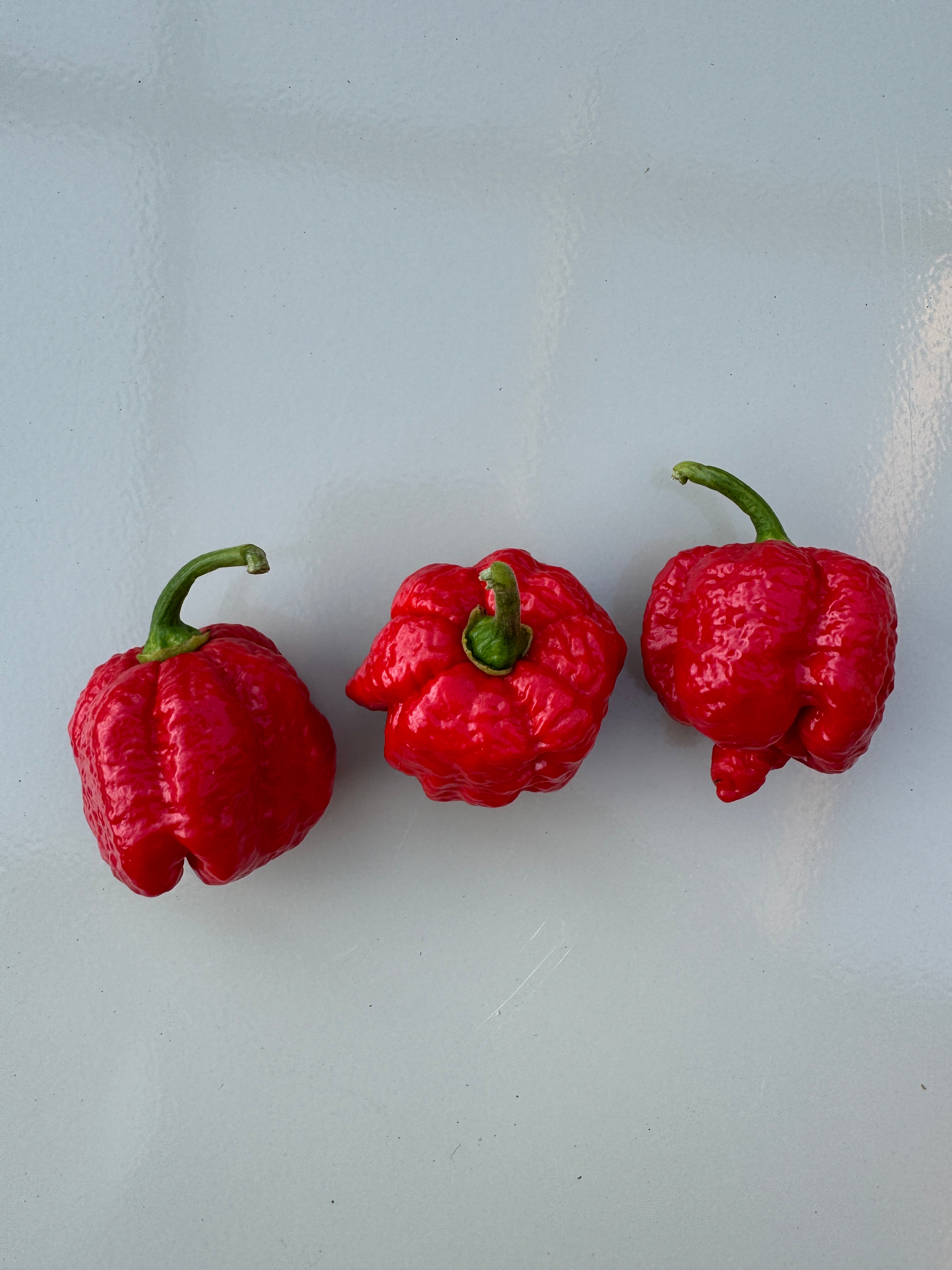 Three red 7 Pot Infinity chillies on a white background, known for extreme heat and robust growth.