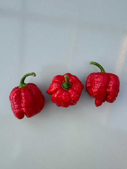 Three red 7 Pot Infinity chillies on a white background, known for extreme heat and robust growth.