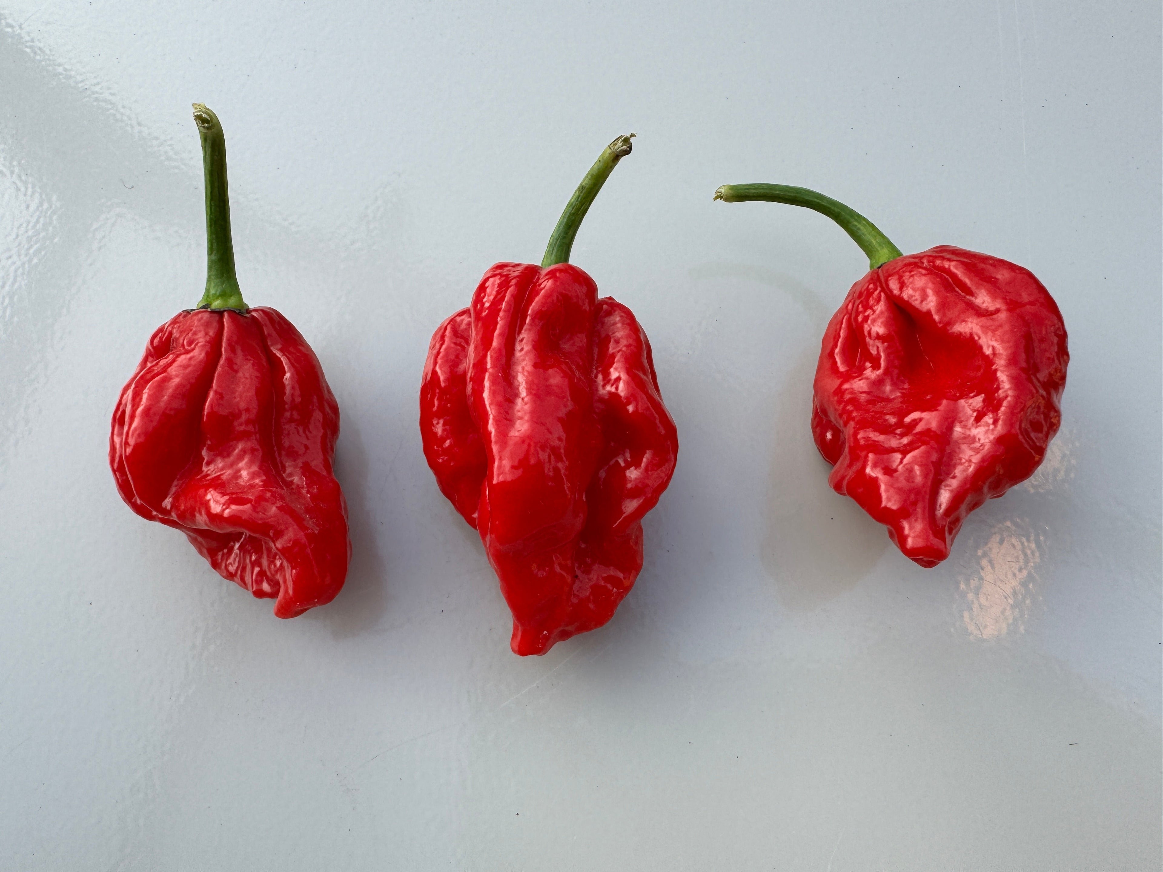 Three Trinidad Scorpion &