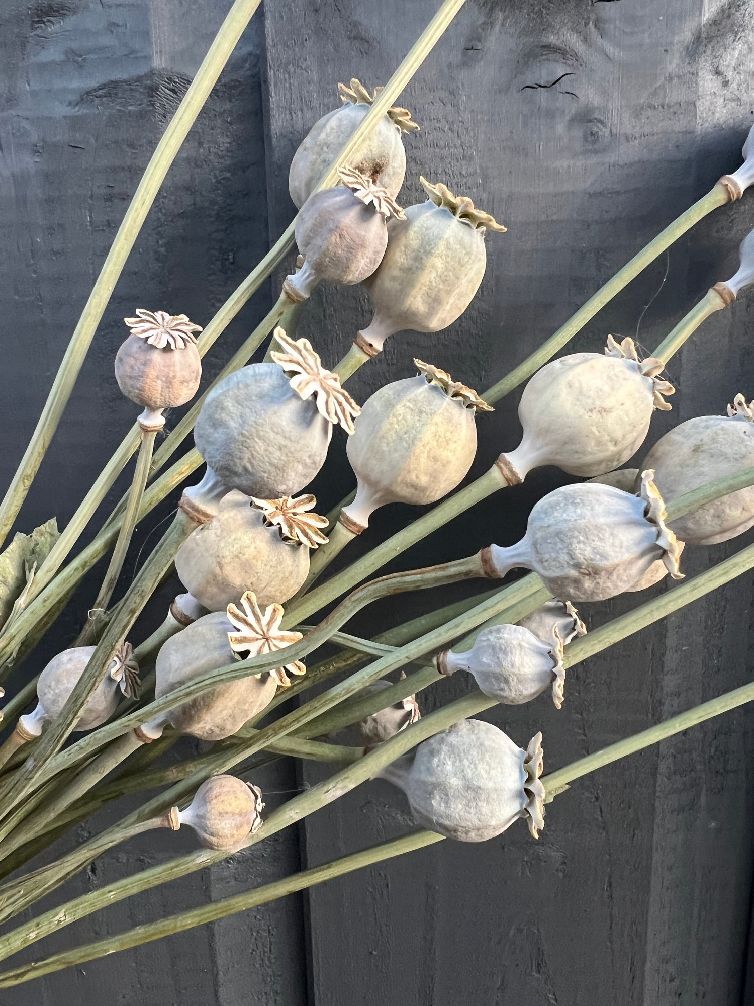 Large dried poppy heads from Black Peony Poppy plants, sustainable florals, 12 stems, hand picked and air dried in Norfolk.