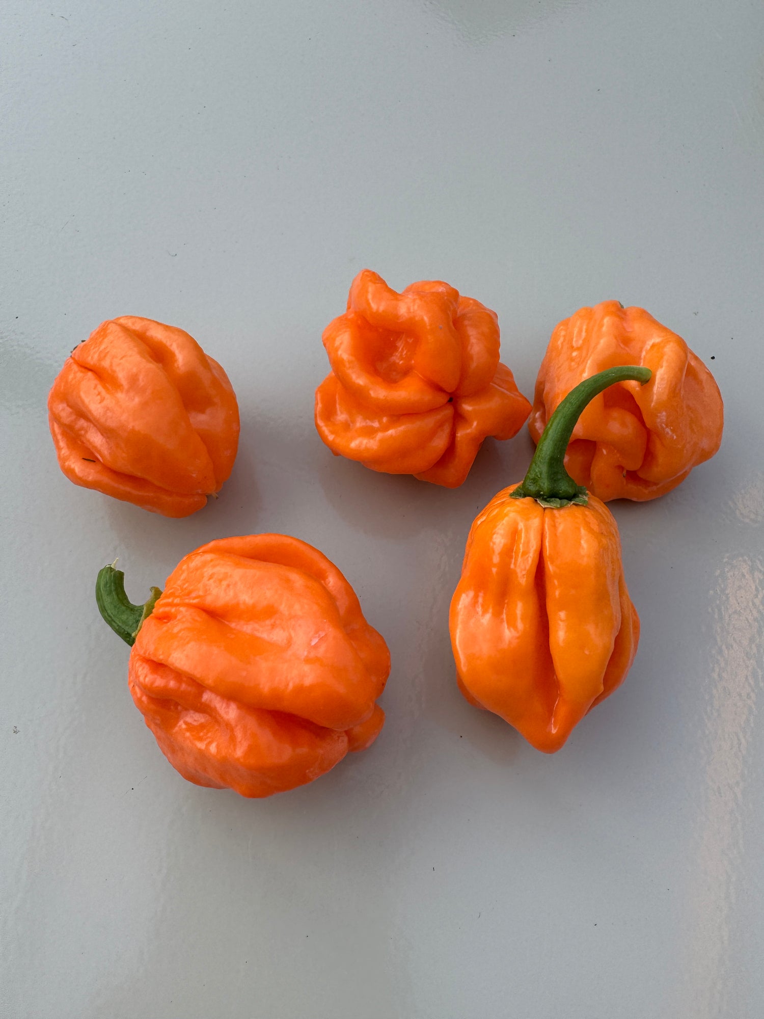 Bright orange Scotch Bonnet Freeport Chilli peppers with textured skin on a light surface.