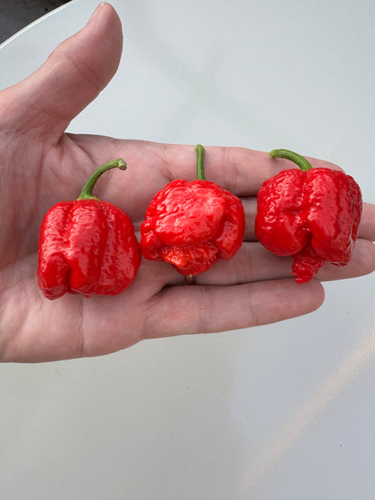 Hand holding three ripe 7 Pot Infinity chillies, known for extreme heat and vibrant red colour.