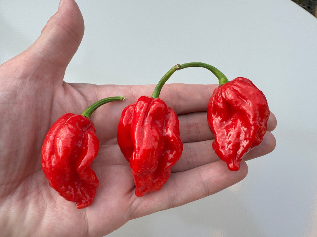 Hand holding three red Trinidad Scorpion &