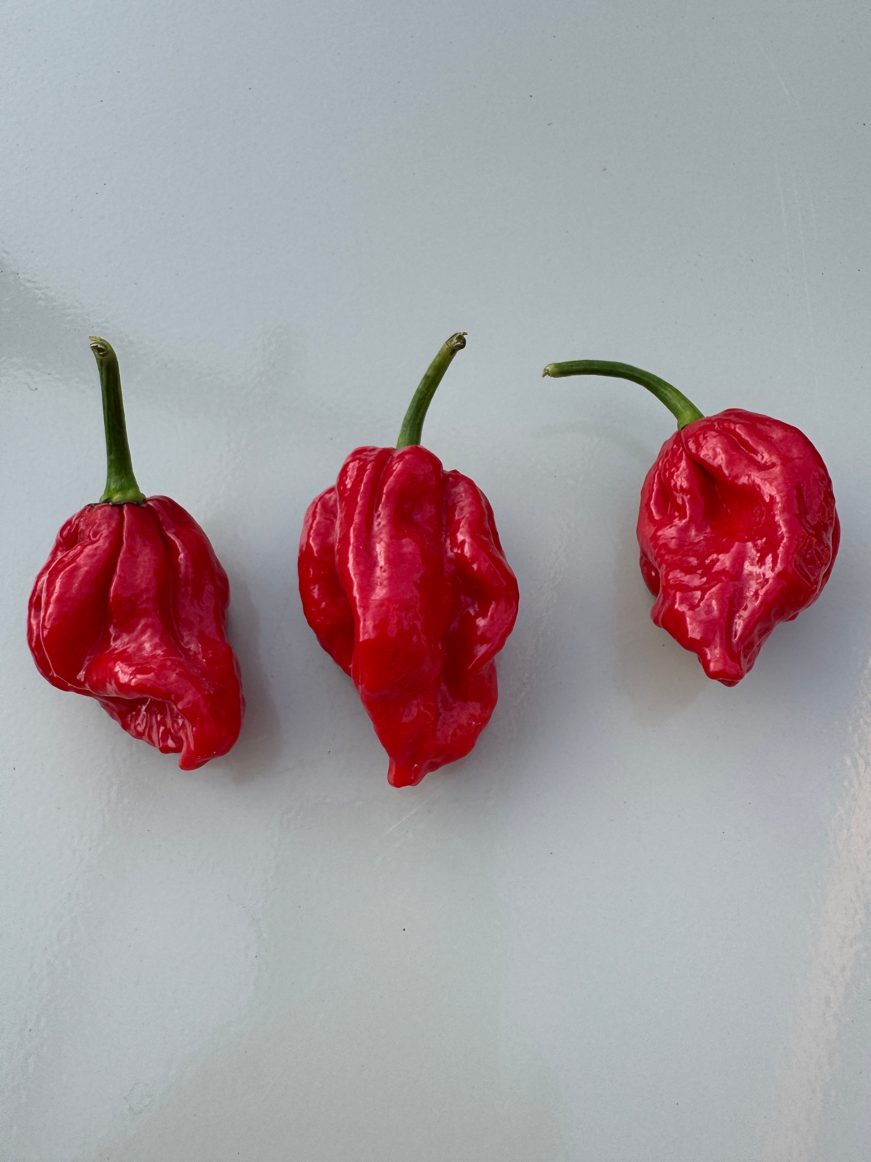 Three vibrant Trinidad Scorpion &