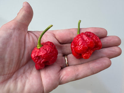 Hand holding two Moruga Scorpion red chilli peppers on a pale background.