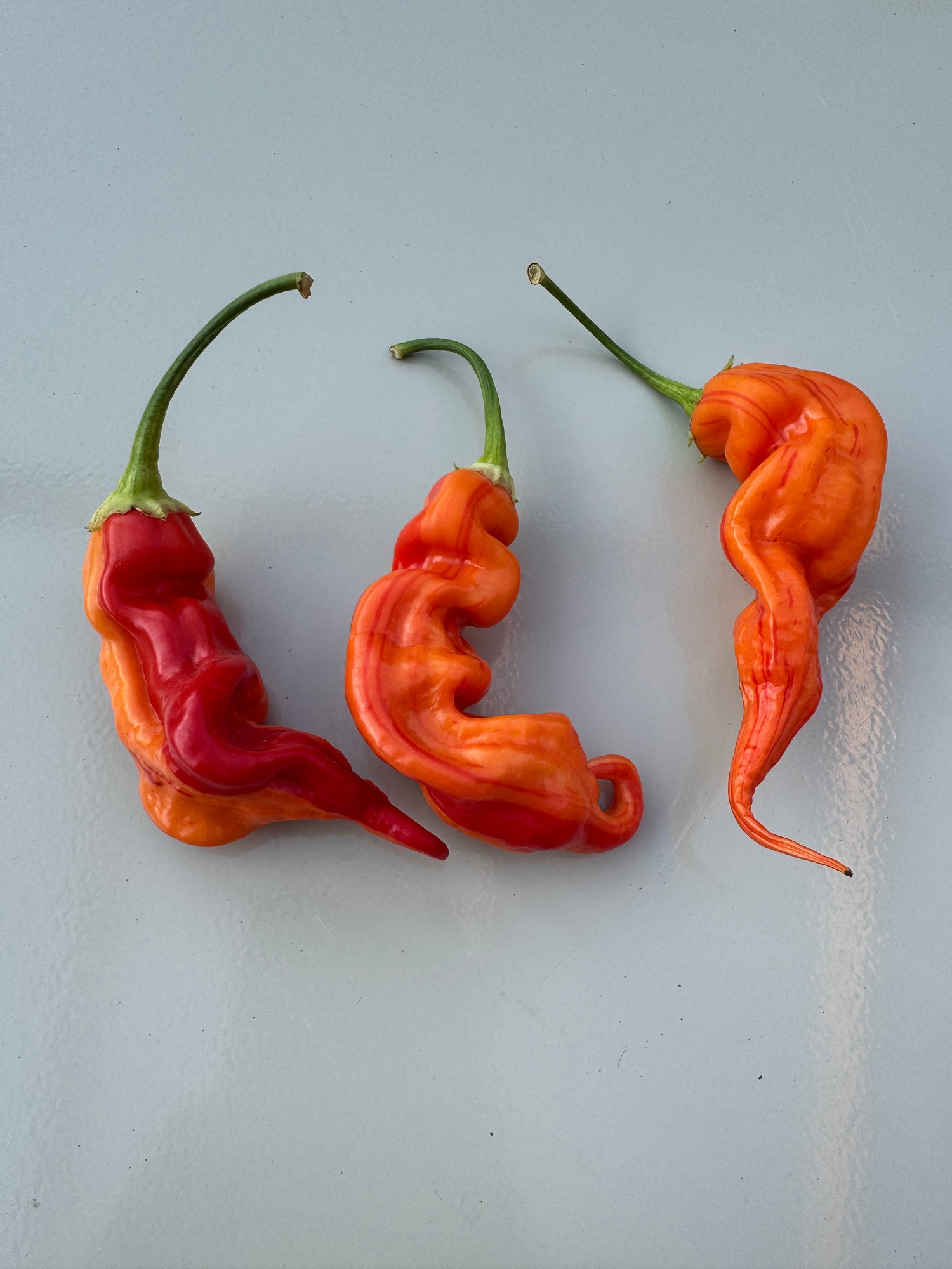 Three vibrant Sugar Rush Peach Stripey Chilli peppers showcasing their unique shapes and colors on a light background.