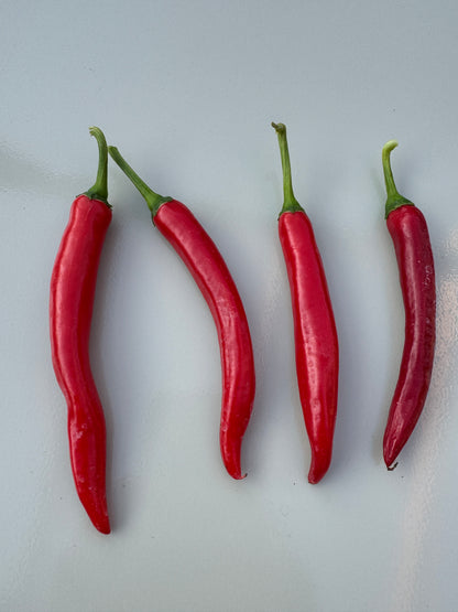 Four red XL Cheyenne Mutant Chilli peppers with green stems lying on a light gray surface.