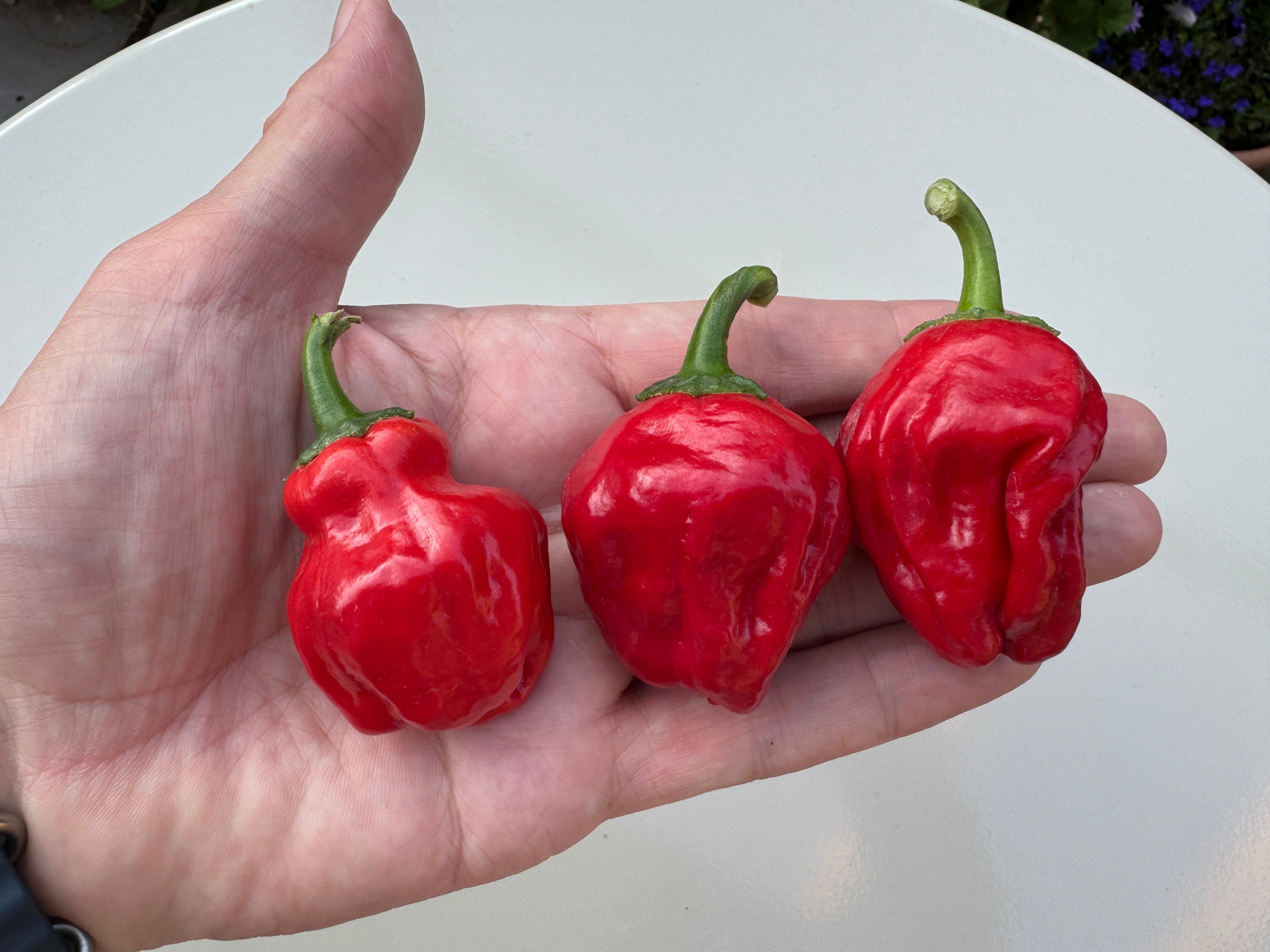 Hand holding three ripe Scotch Bonnet chillies, showcasing their vibrant red color and unique wrinkled texture.