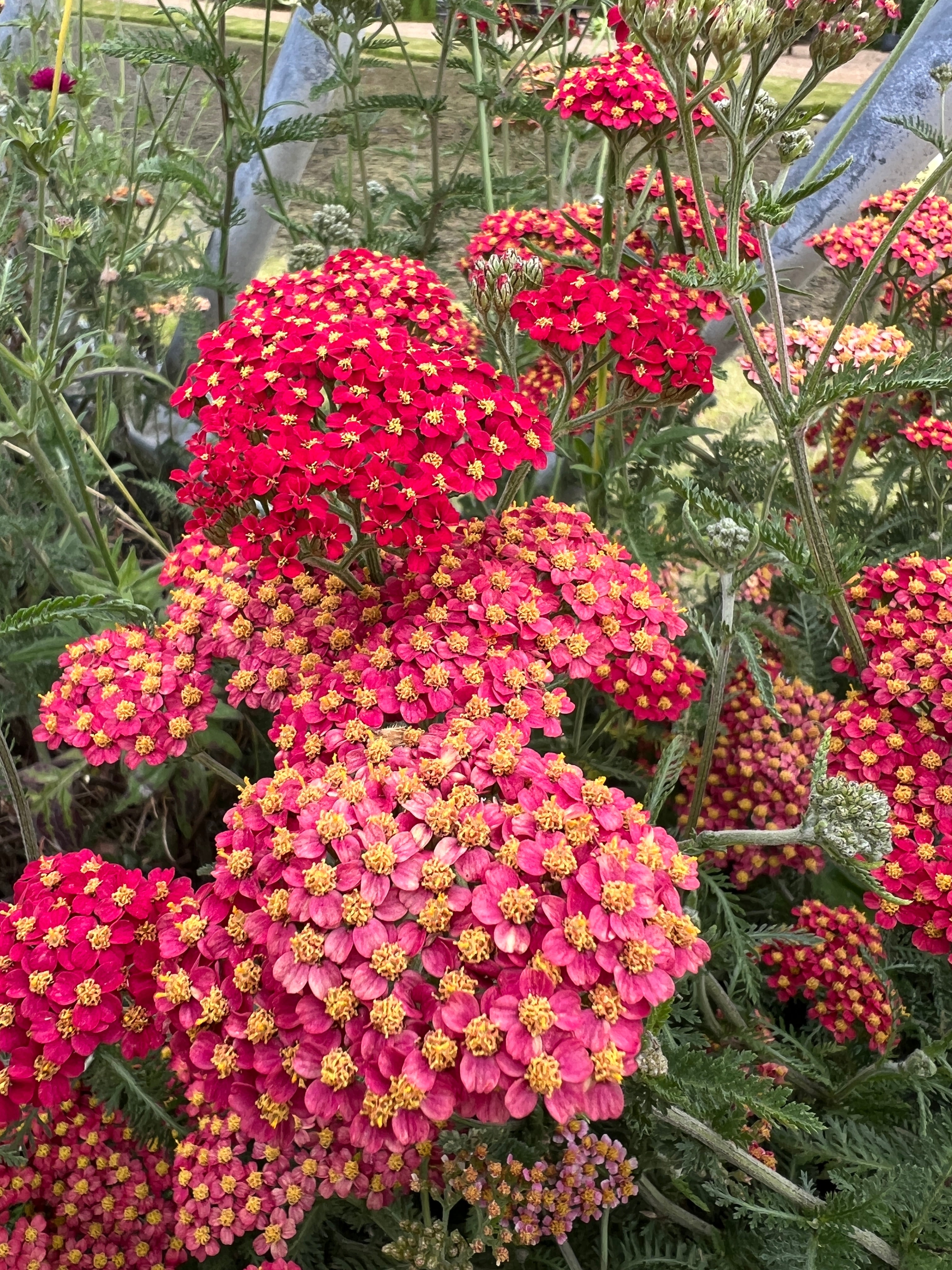 Achillea Millefolium Rubra Red