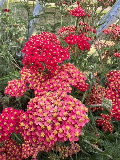 Achillea Millefolium Rubra Red