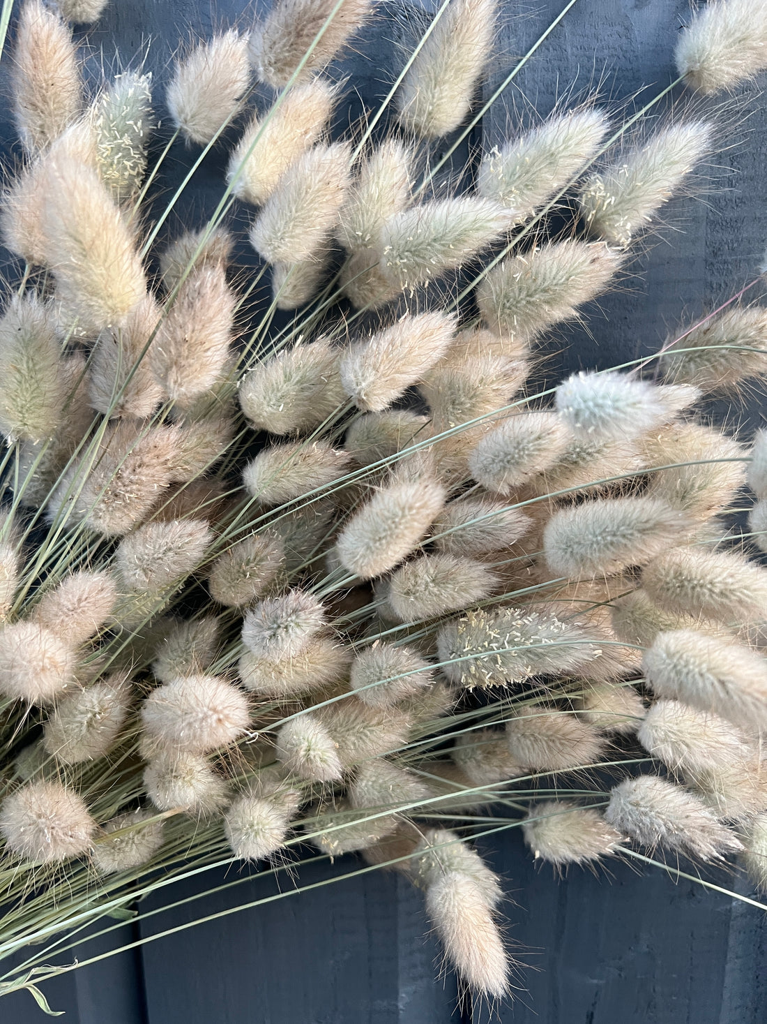 Fluffy dried bunny tail stems in natural tones against a dark background, showcasing sustainable Norfolk-grown floral arrangement.