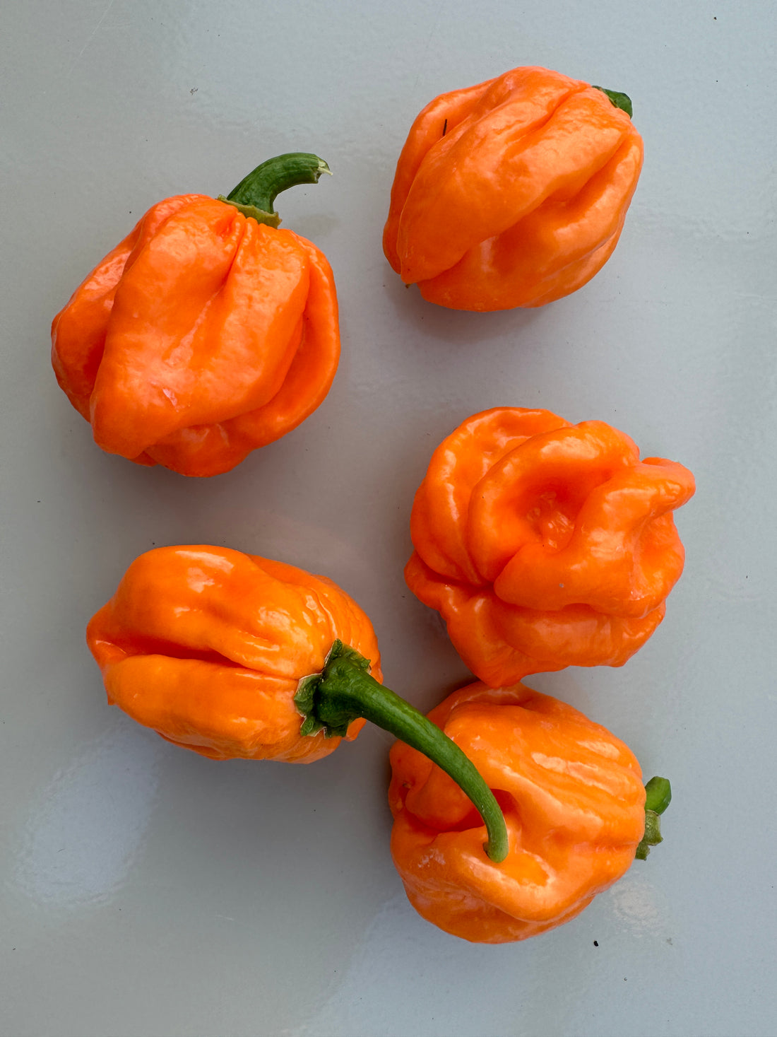 Orange Scotch Bonnet Freeport peppers on a light surface, known for their Caribbean origin and high Scoville heat units.