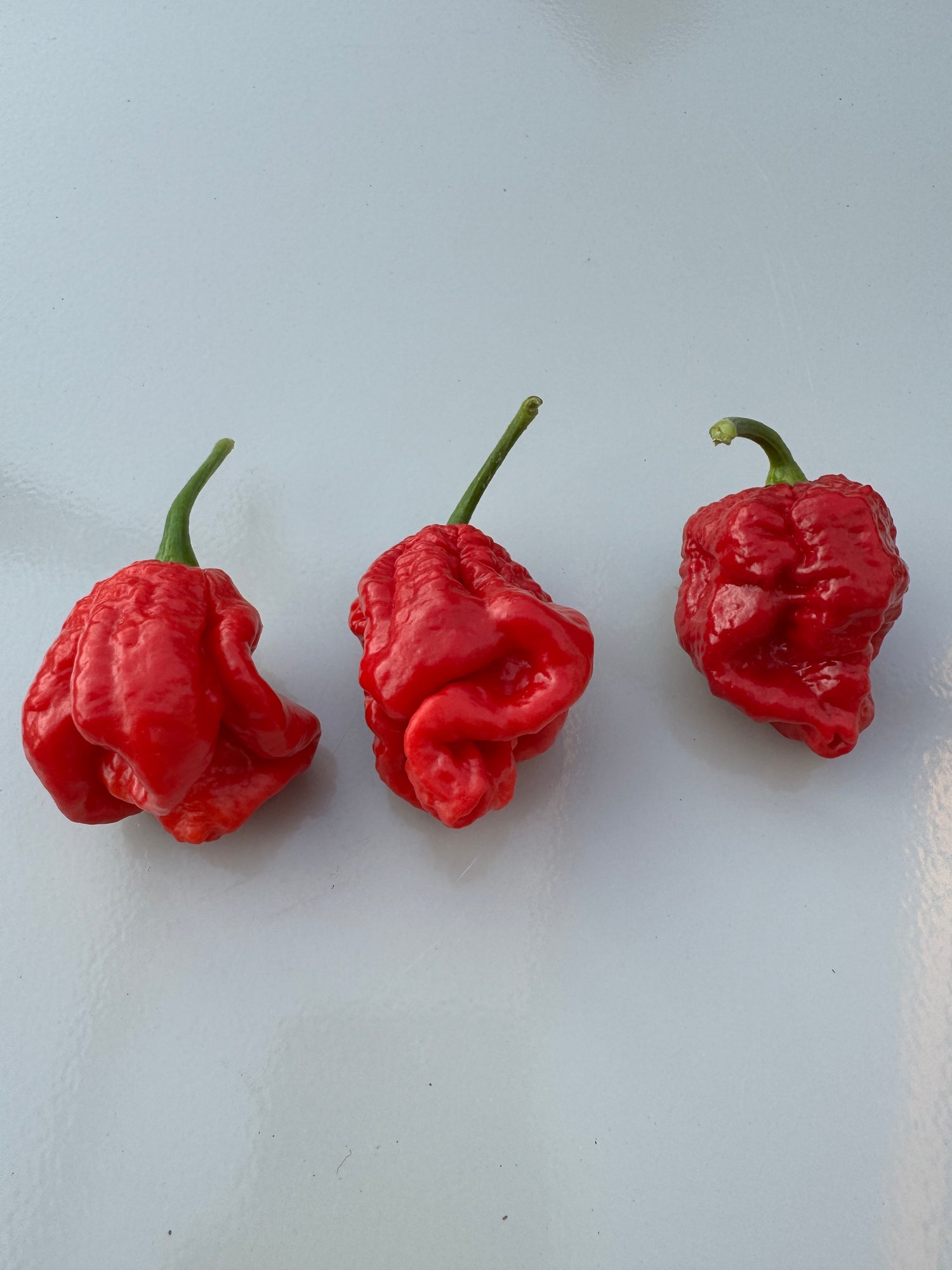 Three red Armageddon Chilli peppers on a white surface, displaying their distinctive wrinkled texture.