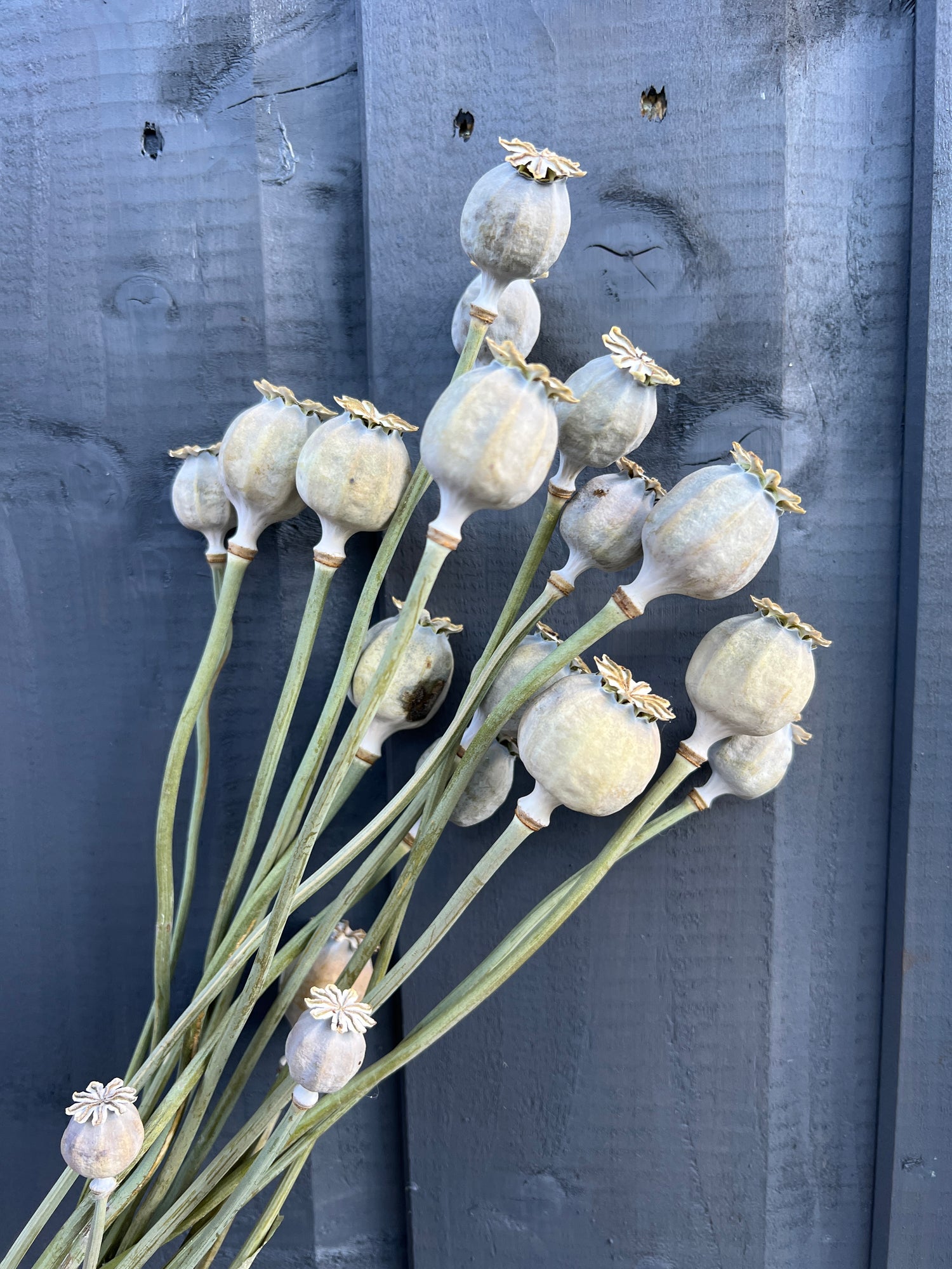 Large dried poppy heads against dark background, featuring plump seed pods from Black Peony Poppy. Sustainable flowers from Norfolk.