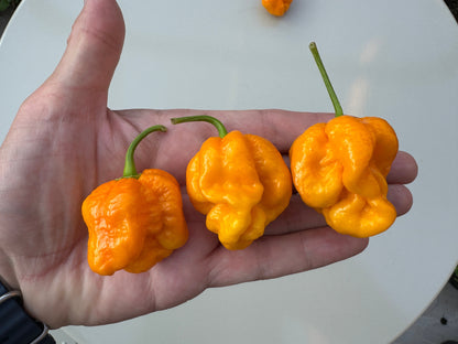 Hand holding three bright orange Bahamian Goat peppers, known for their hot and fruity flavour, against a neutral background.