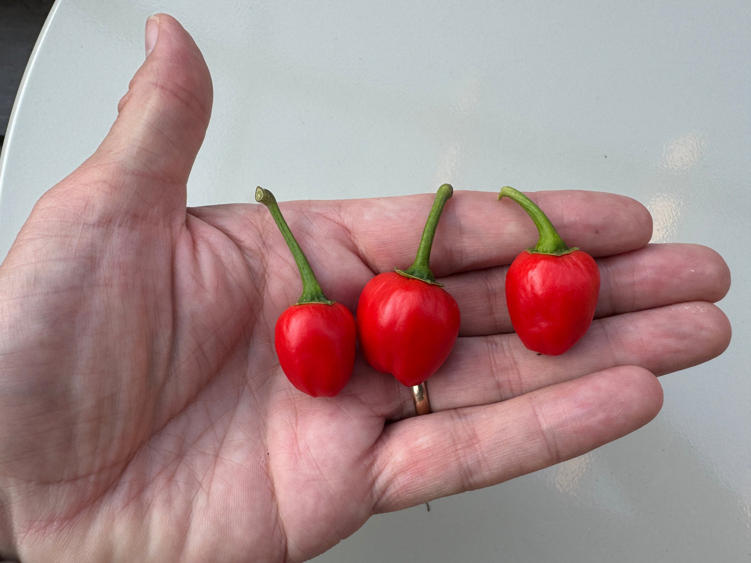 Hand holding three red Dalle Khursani chillies, highlighting their cherry-like appearance and vibrant colour.