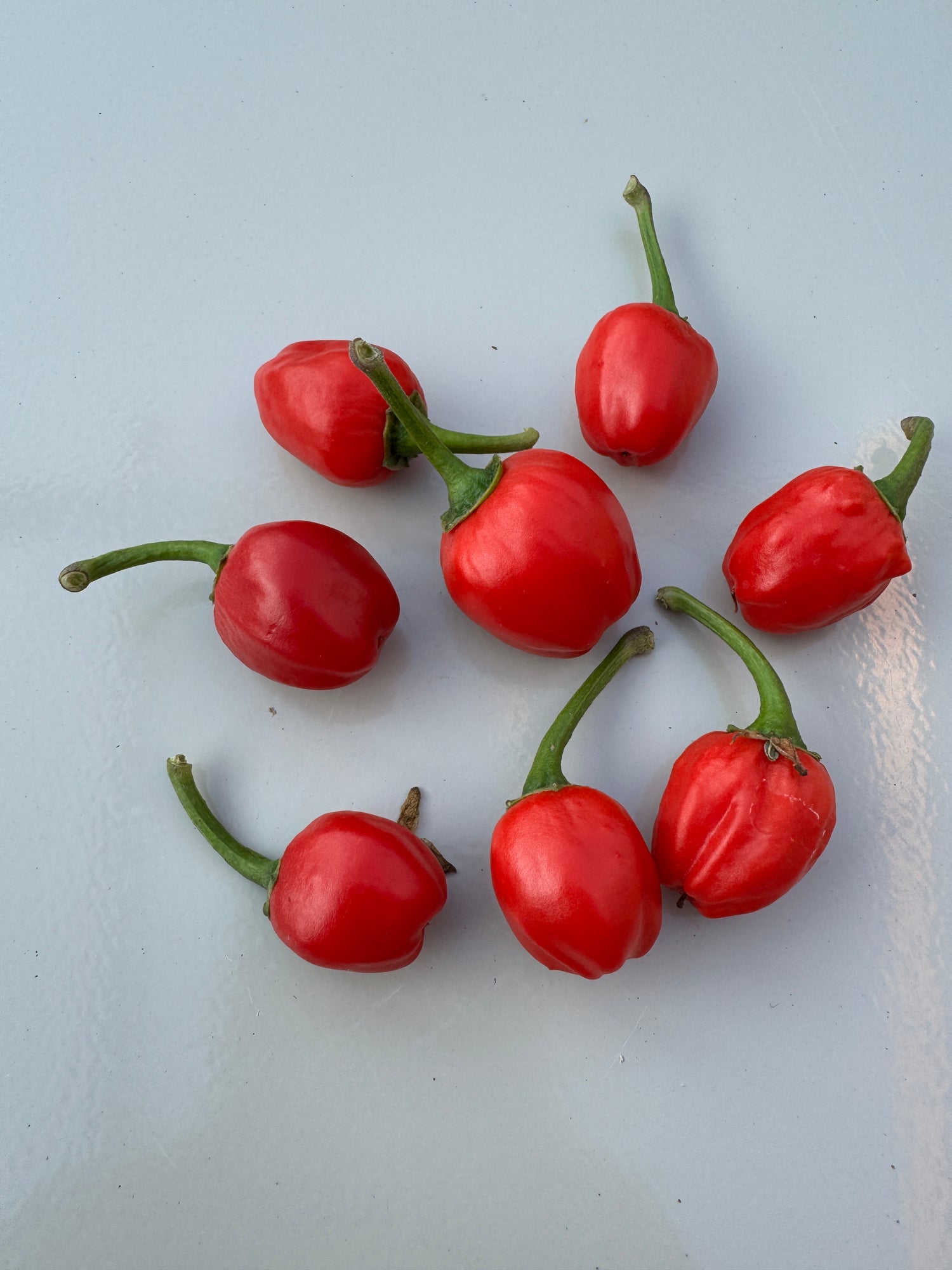 Dalle Khursani Chillies, vibrant red and cherry-like, on a light background, showcasing their unique shape and colour.