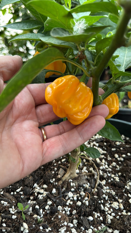 Hand holding vibrant yellow chilli on plant, showing seeds from Capsicum chinense, known for high Scoville heat rating.