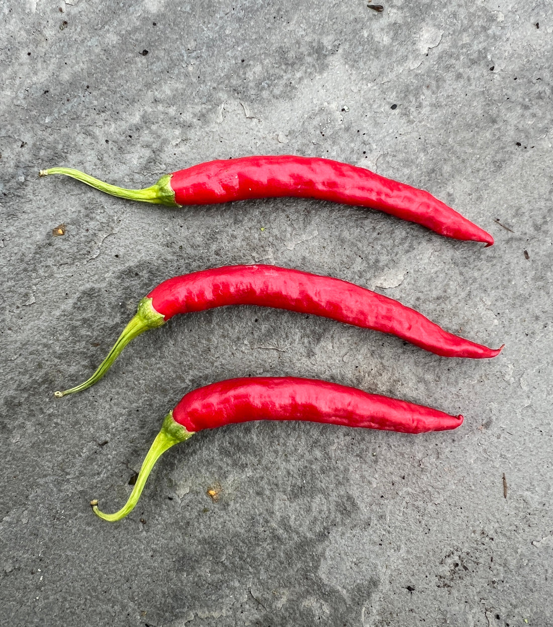 Three long, vibrant red cayenne chilli peppers on a textured gray surface.