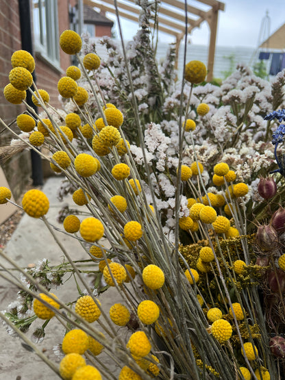 Vibrant yellow Craspedia dried flowers in a natural arrangement with blooms, air dried for sustainability, grown in Norfolk.