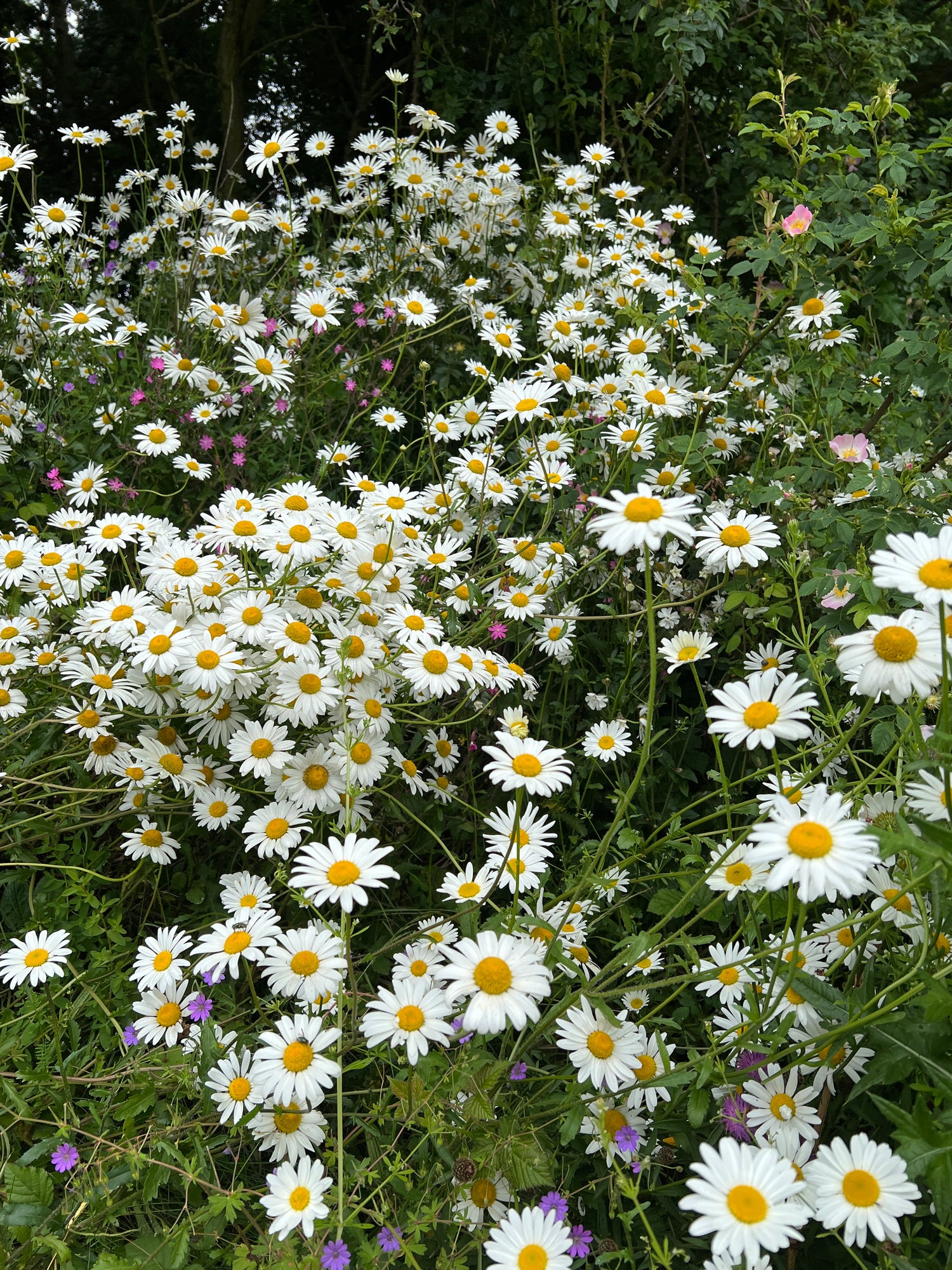 Oxeye Daisy