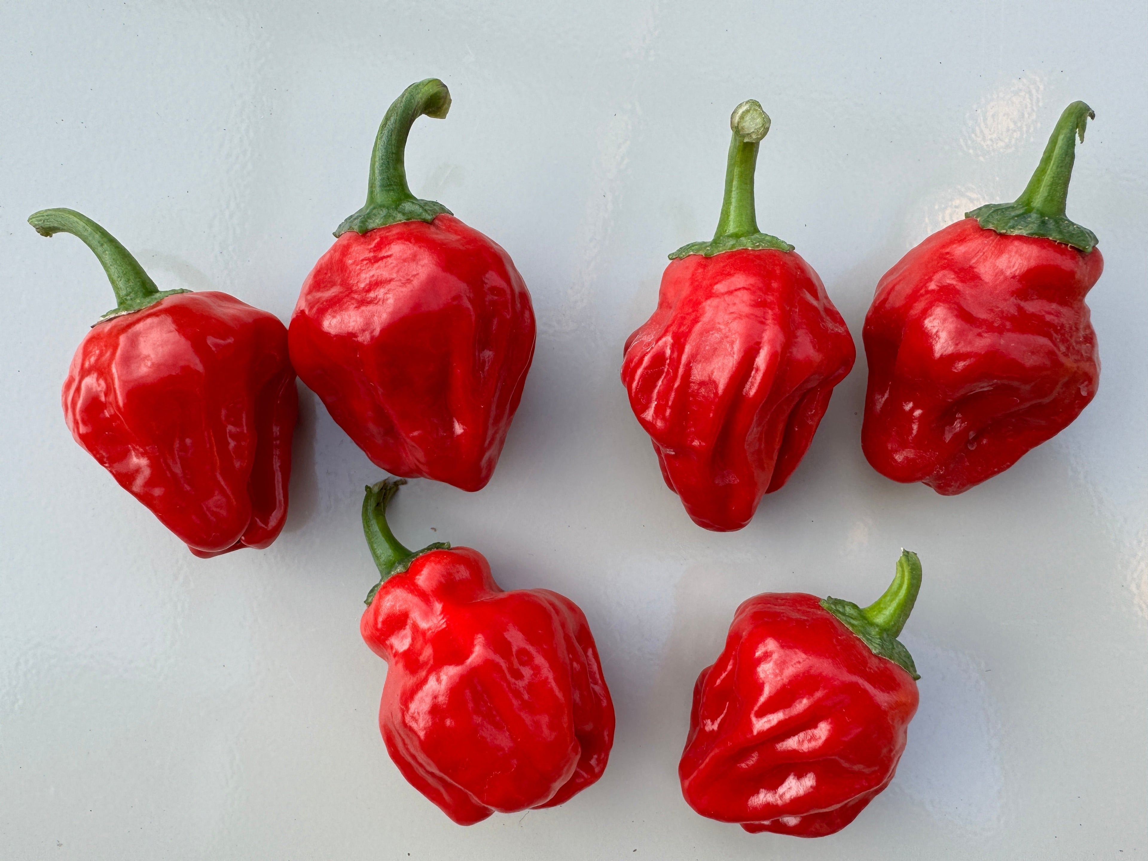 Fresh Scotch Bonnet chillies showcasing vibrant red color and unique wrinkled texture, perfect for culinary use.