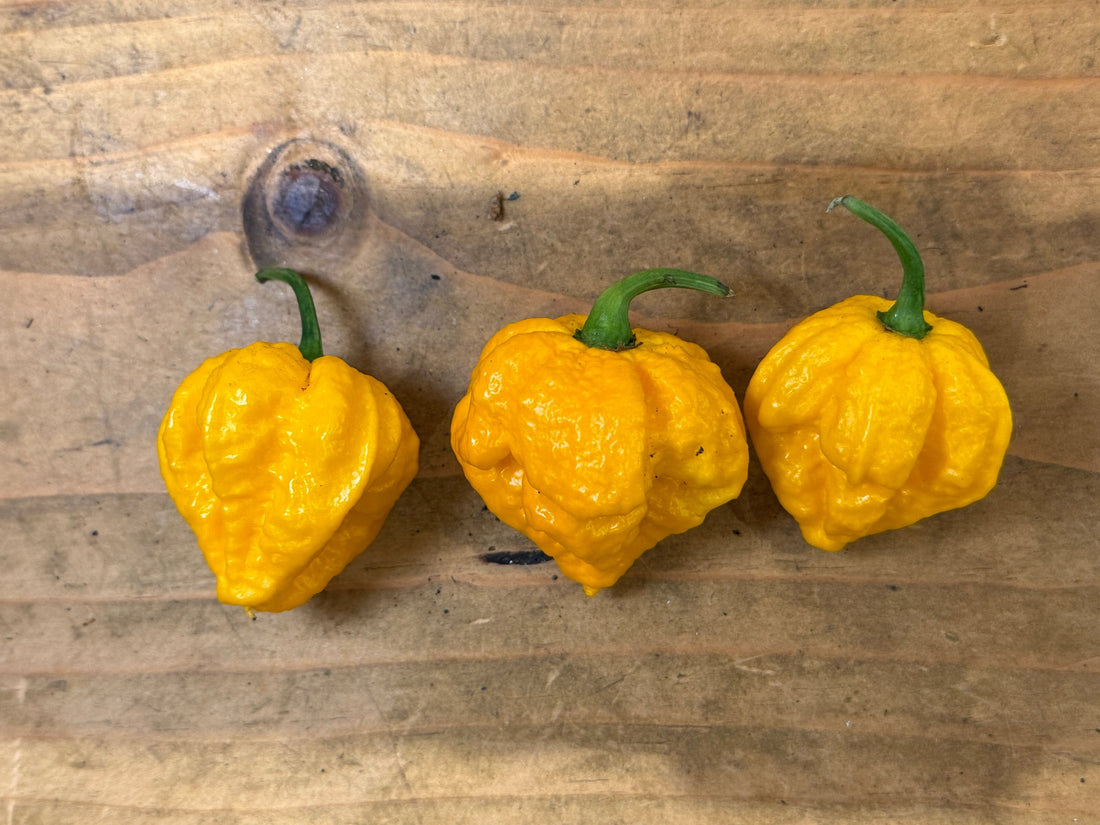 Three ripe 7 Pot Yellow Chillies on a wooden surface, showcasing their vibrant colour and unique shape.