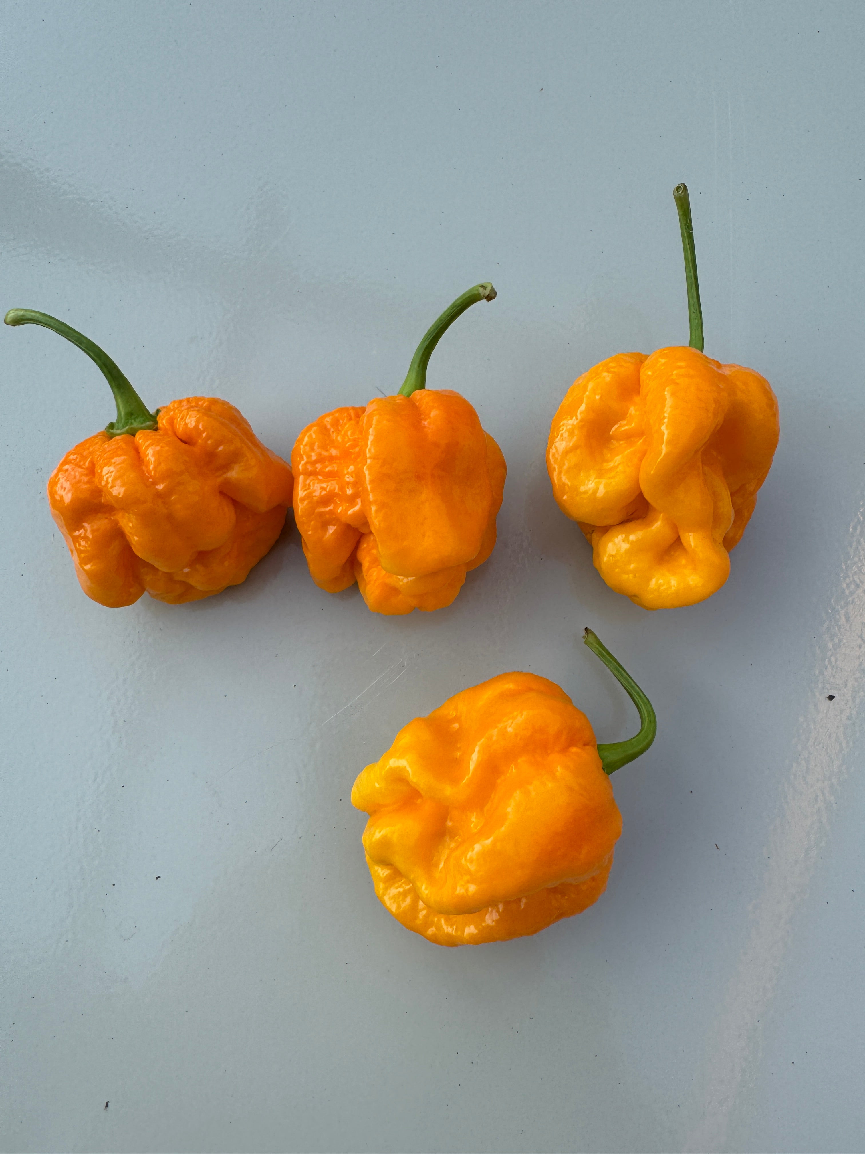 Four vibrant Bahamian Goat peppers with light orange hue on a blue surface.