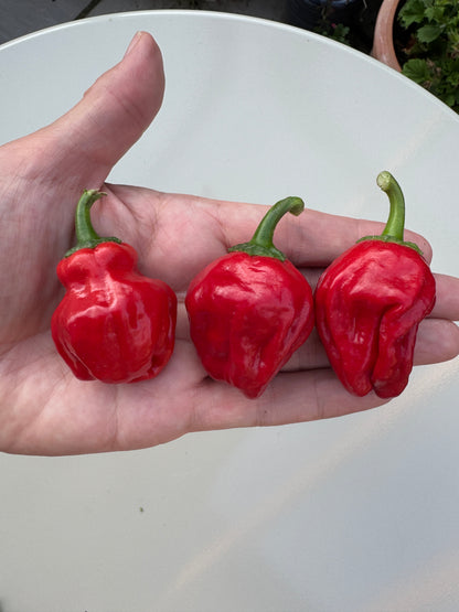 Hand holding three ripe Scotch Bonnet chillies, showcasing their vibrant red color and unique pod shapes.