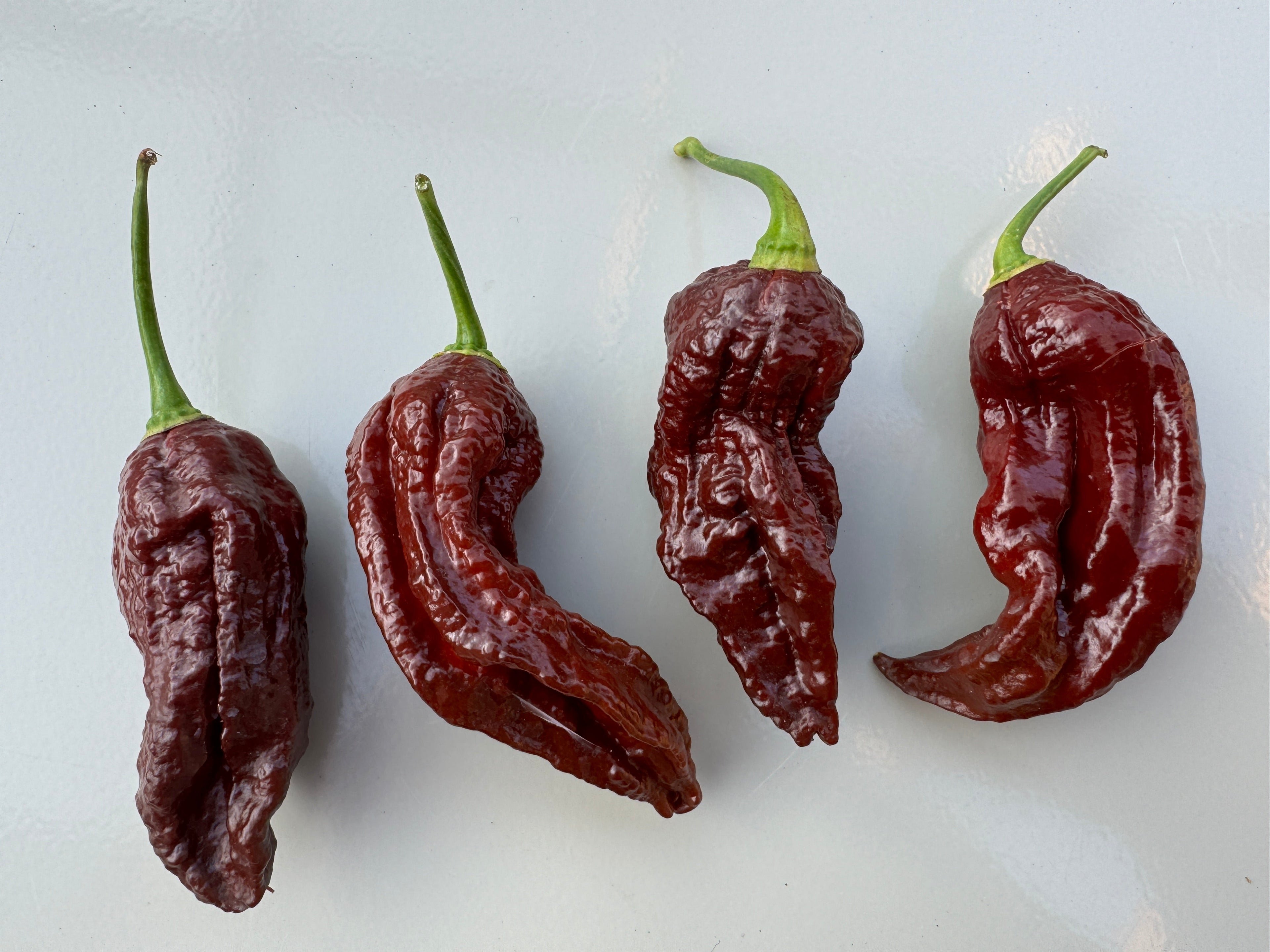 Four Naga Black Chilli peppers on a white surface, showcasing their unique wrinkled texture and deep red colour.