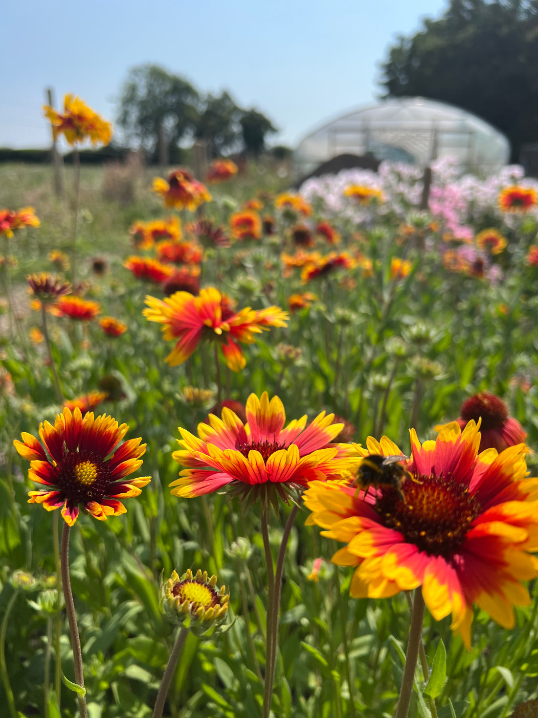 Gaillardia Aristata Bicolour Goblin