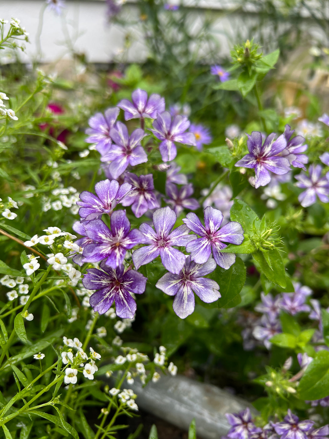 Phlox Sugar Stars