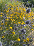 Eryngium Planum (Sea Holly) with bright yellow blooms in a summer garden, showcasing silvery grey to cobalt blue thistle-like flowers and dark green leaves.