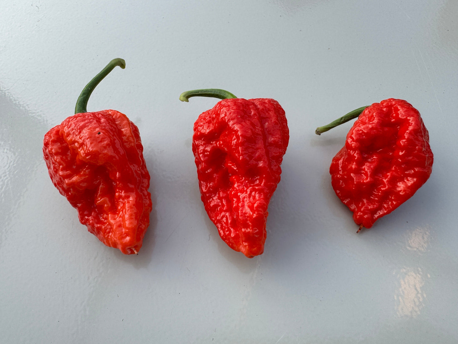 Bhutlah Red Chilli peppers with bumpy, spiky skin, showcasing vibrant red colour. Capsicum chinense variety from Spain, highly spicy.