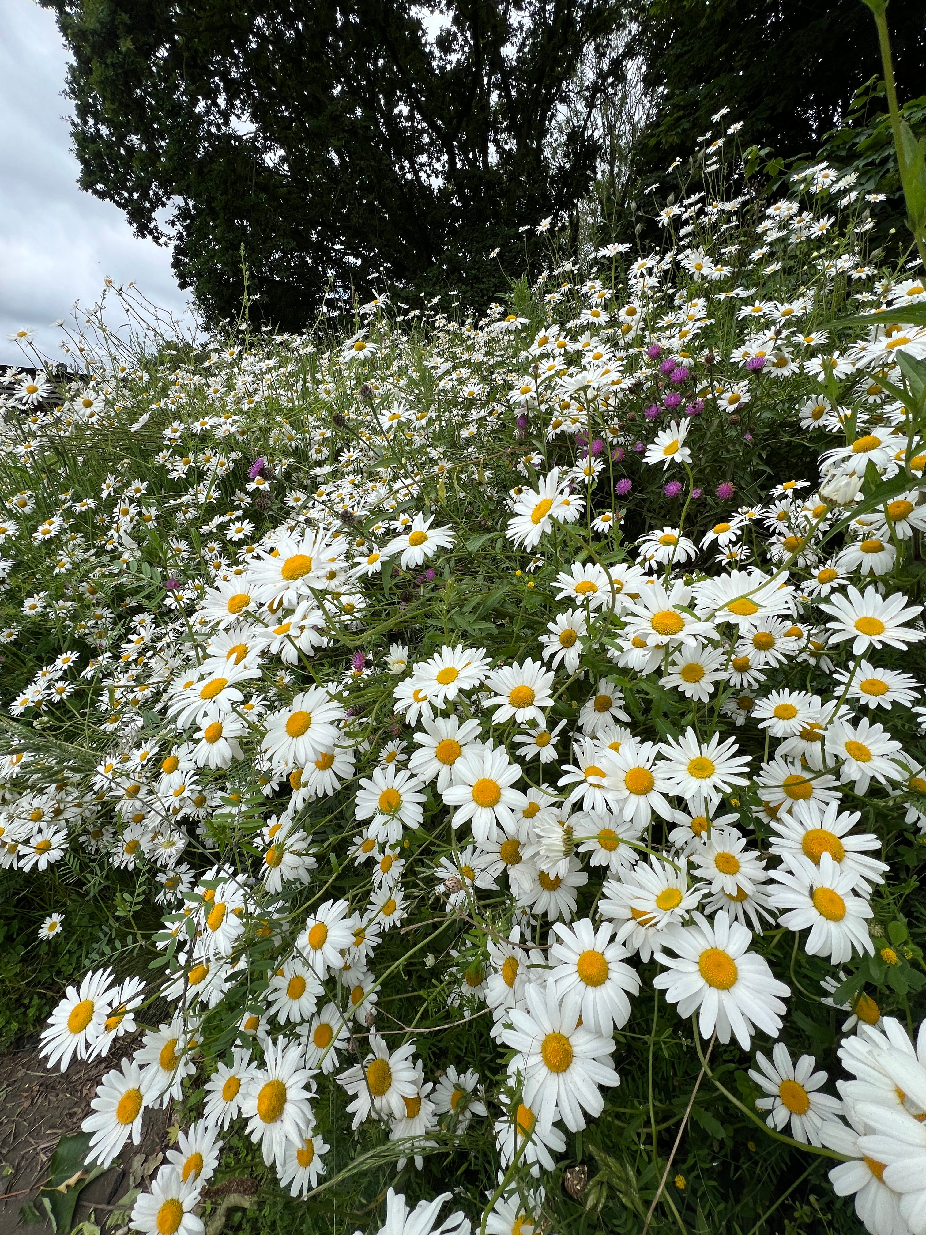 Oxeye Daisy