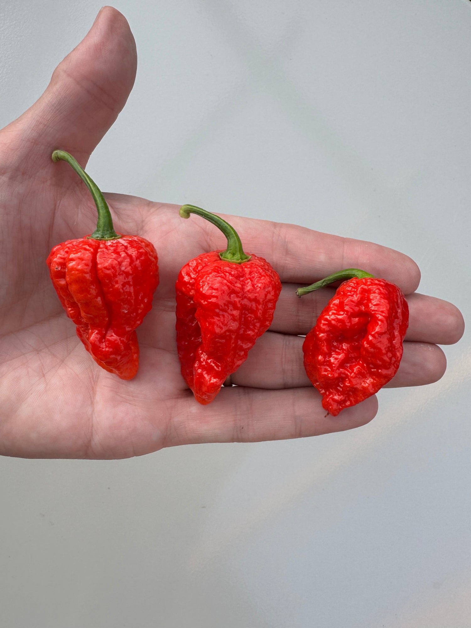 Hand holding three Bhutlah Red Chilli peppers with bumpy, spiky texture and vibrant red color.