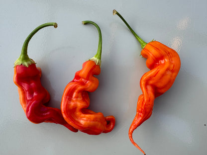 Three vibrant Sugar Rush Peach Stripey chillies showcasing unique twisted shapes and bright colors against a light background.