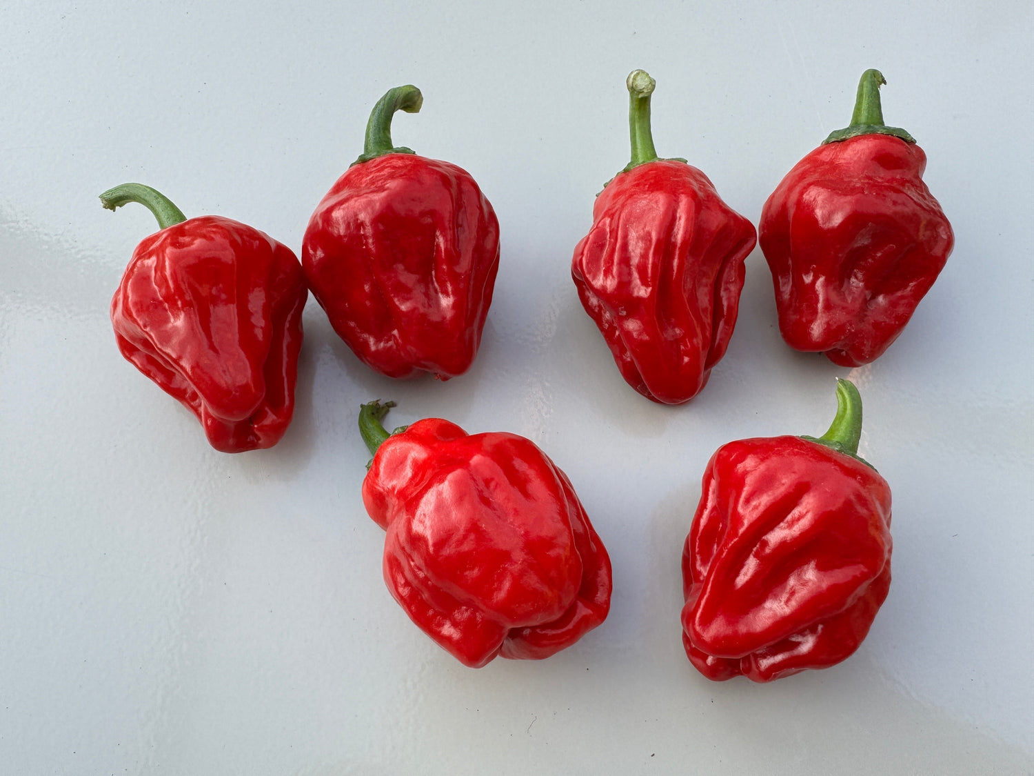 Fresh Scotch Bonnet chillies, vibrant red pods, showcasing a bumpy texture and green stems, perfect for spicy dishes.