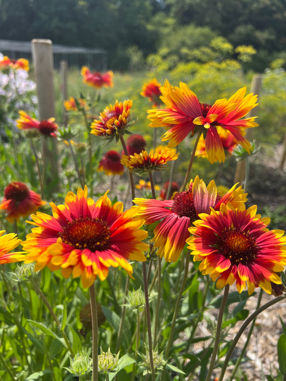 Gaillardia Aristata Bicolour Goblin