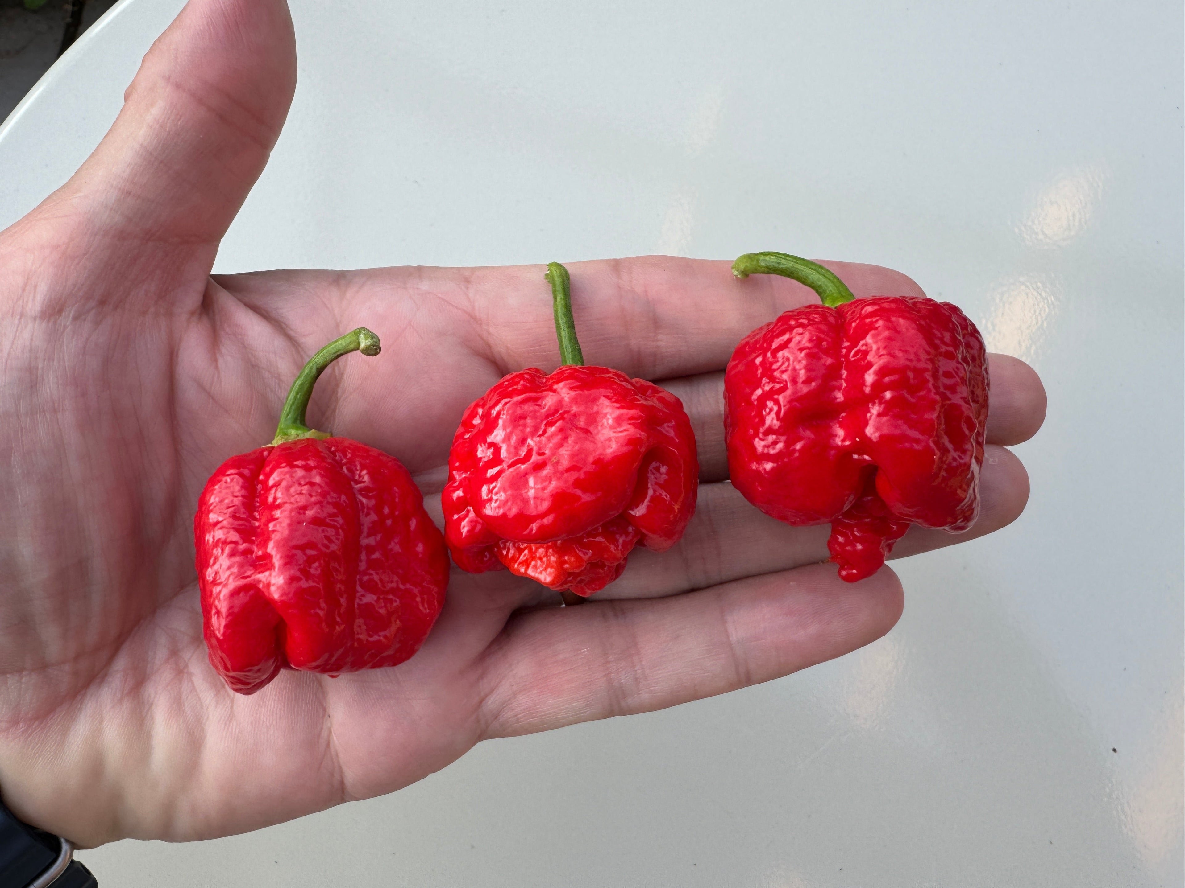 Hand holding three red 7 Pot Infinity chilli peppers known for extreme heat and golf ball-sized pods.