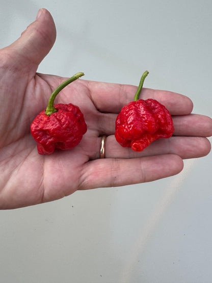 Hand holding two red Moruga Scorpion chillies from Trinidad, known for high Scoville rating, Capsicum chinense variety.