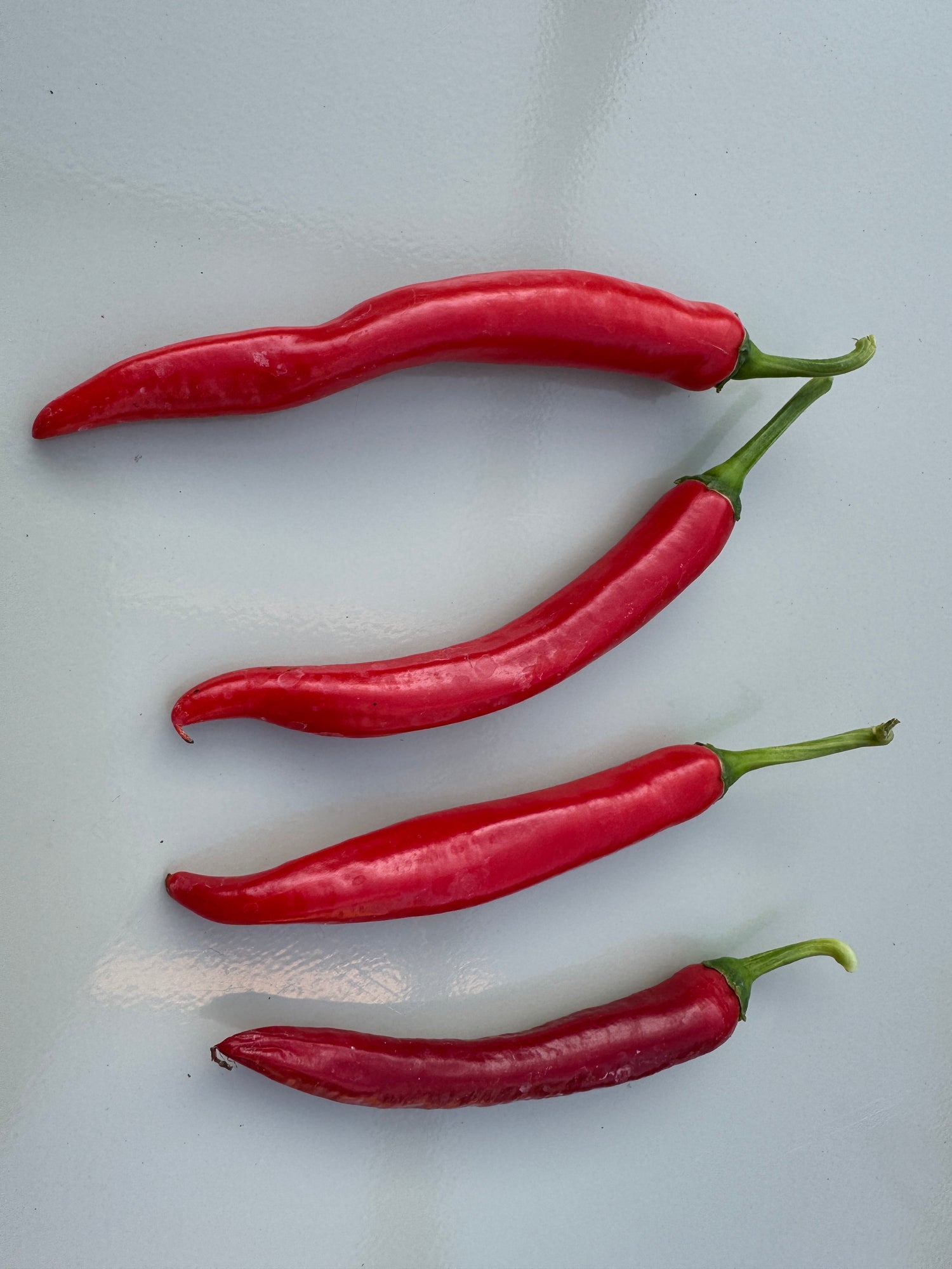 Red XL Cheyenne Mutant Chilli peppers on a light background, showcasing their long, slender shape and vibrant colour.