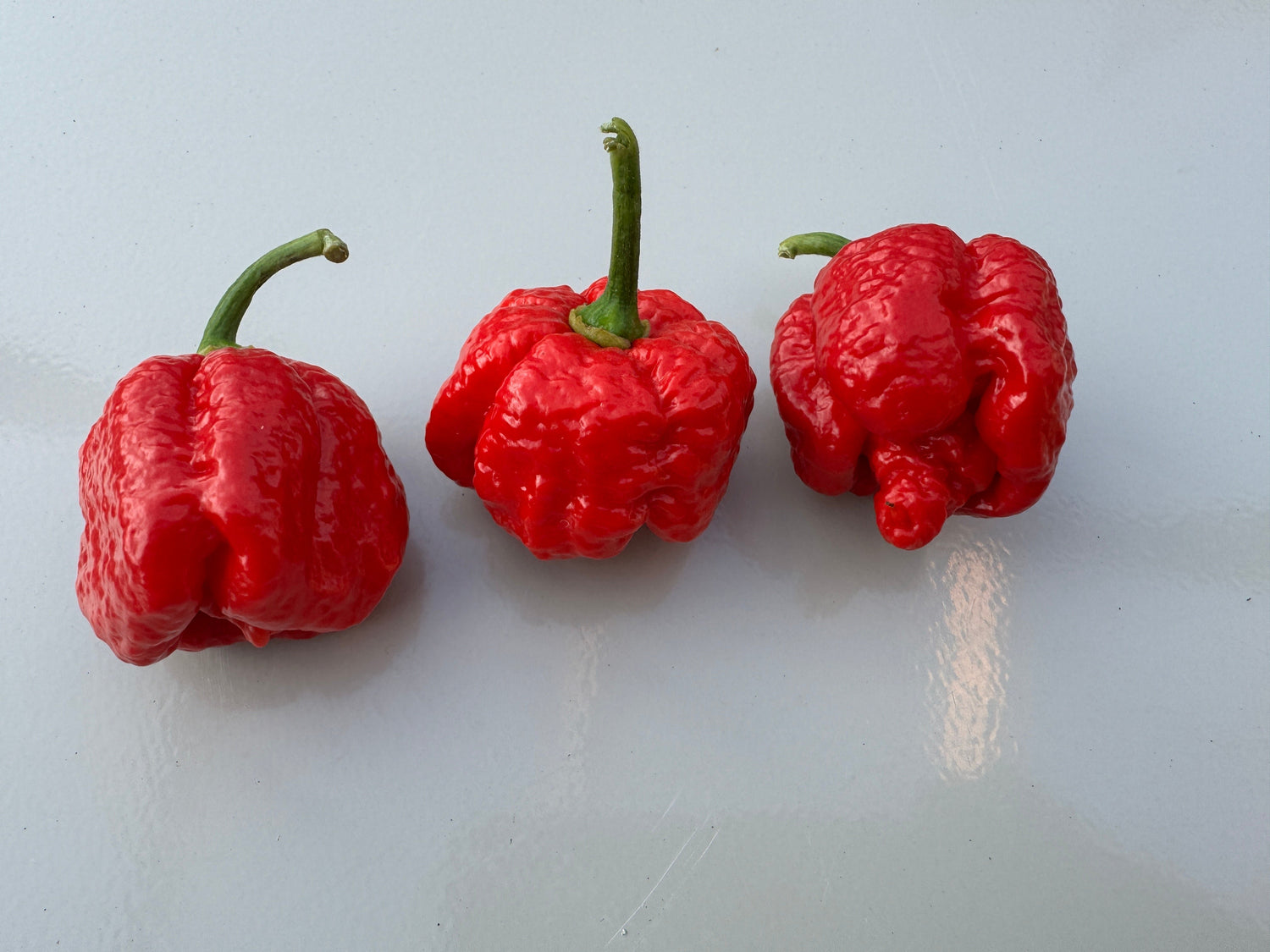 Three bright red 7 Pot Infinity chilli peppers displayed on a light surface, showcasing their unique texture and fiery appearance.