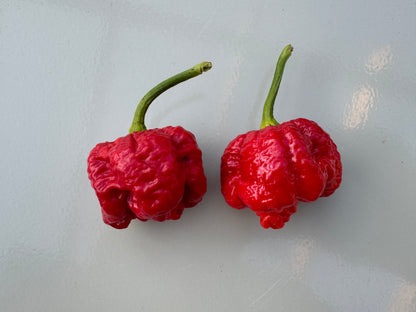 Two ripe Moruga Scorpion peppers on a light surface, showcasing their vibrant red colour and bumpy texture.