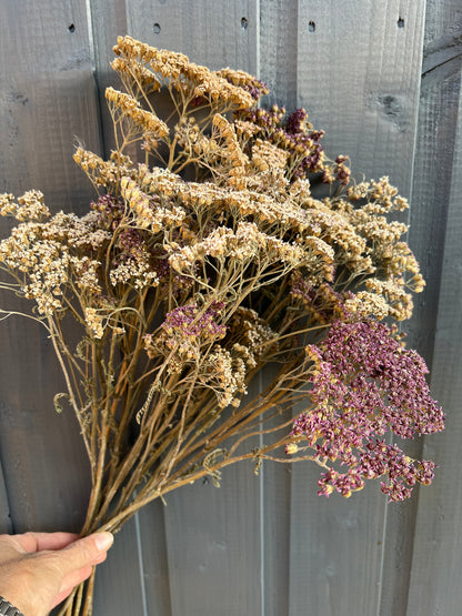 Hand holding a bunch of dried Achillea flowers against a wooden background, showcasing their natural beauty.