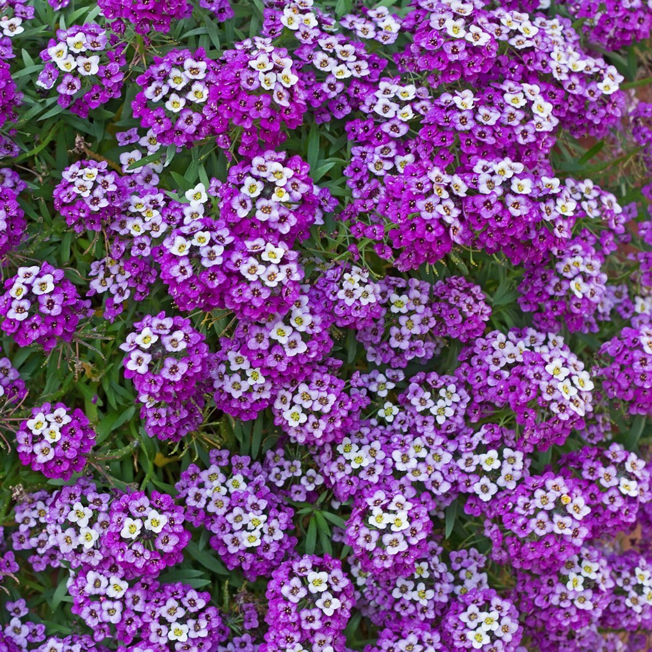 Alyssum Royal Carpet