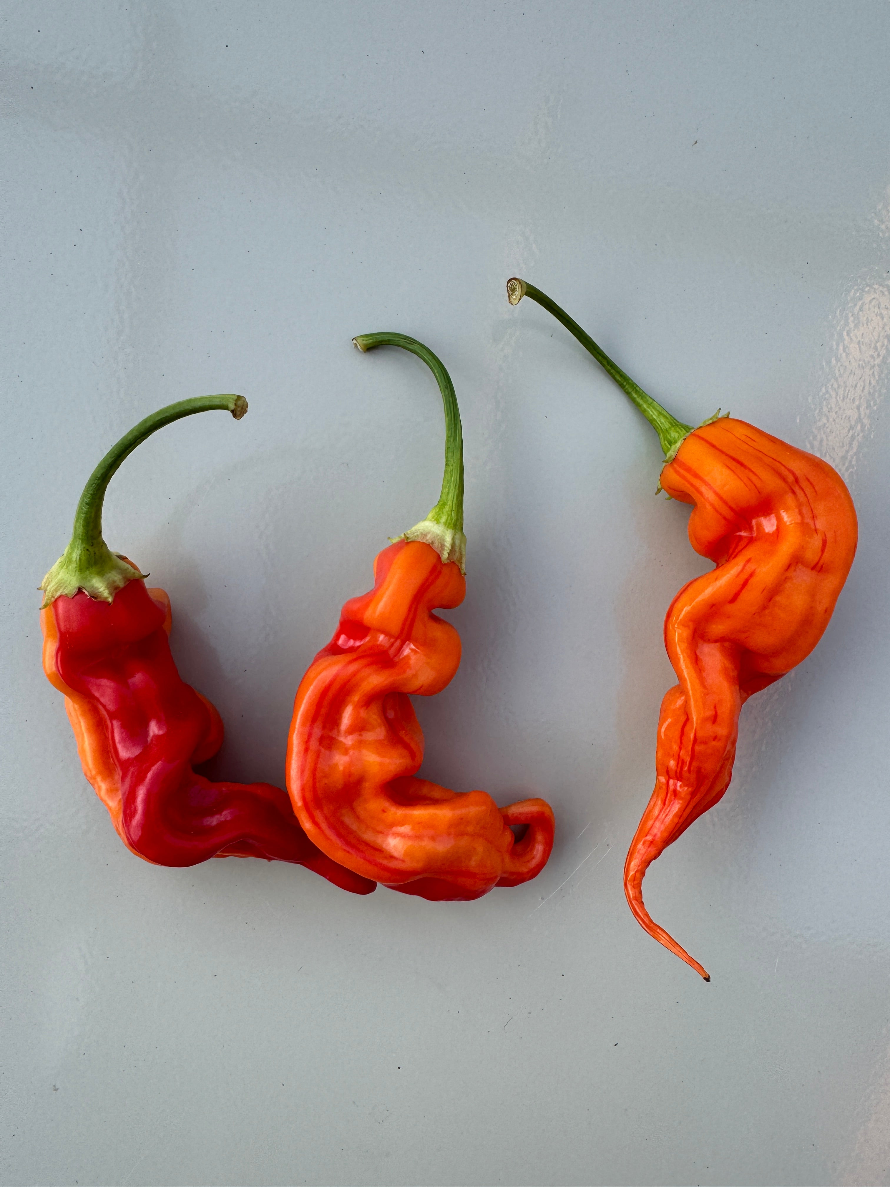 Three vibrant Sugar Rush Peach Stripey Chilli peppers on a light background, showcasing their unique shape and color.