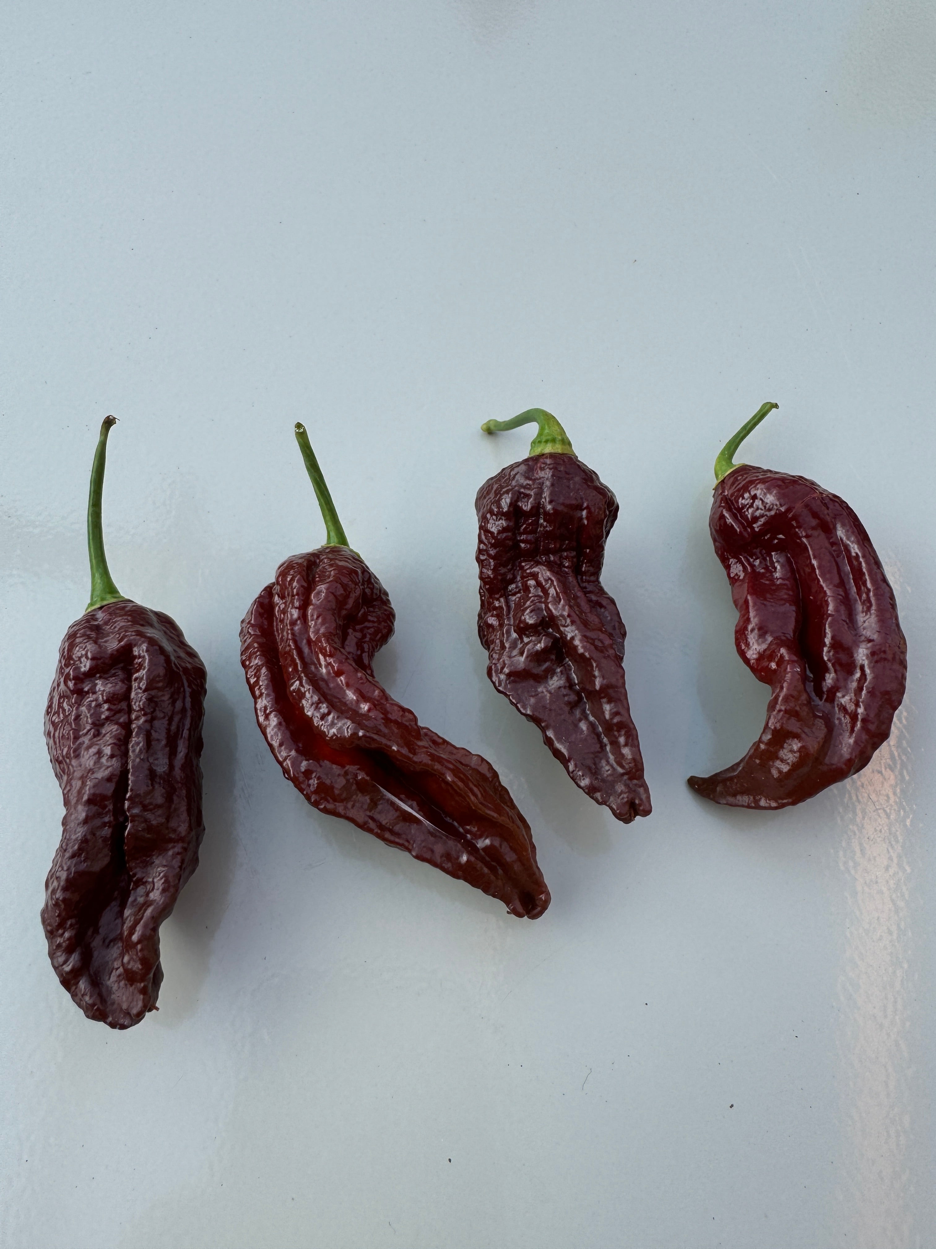 Naga Black Chilli peppers on white background, Capsicum chinense.