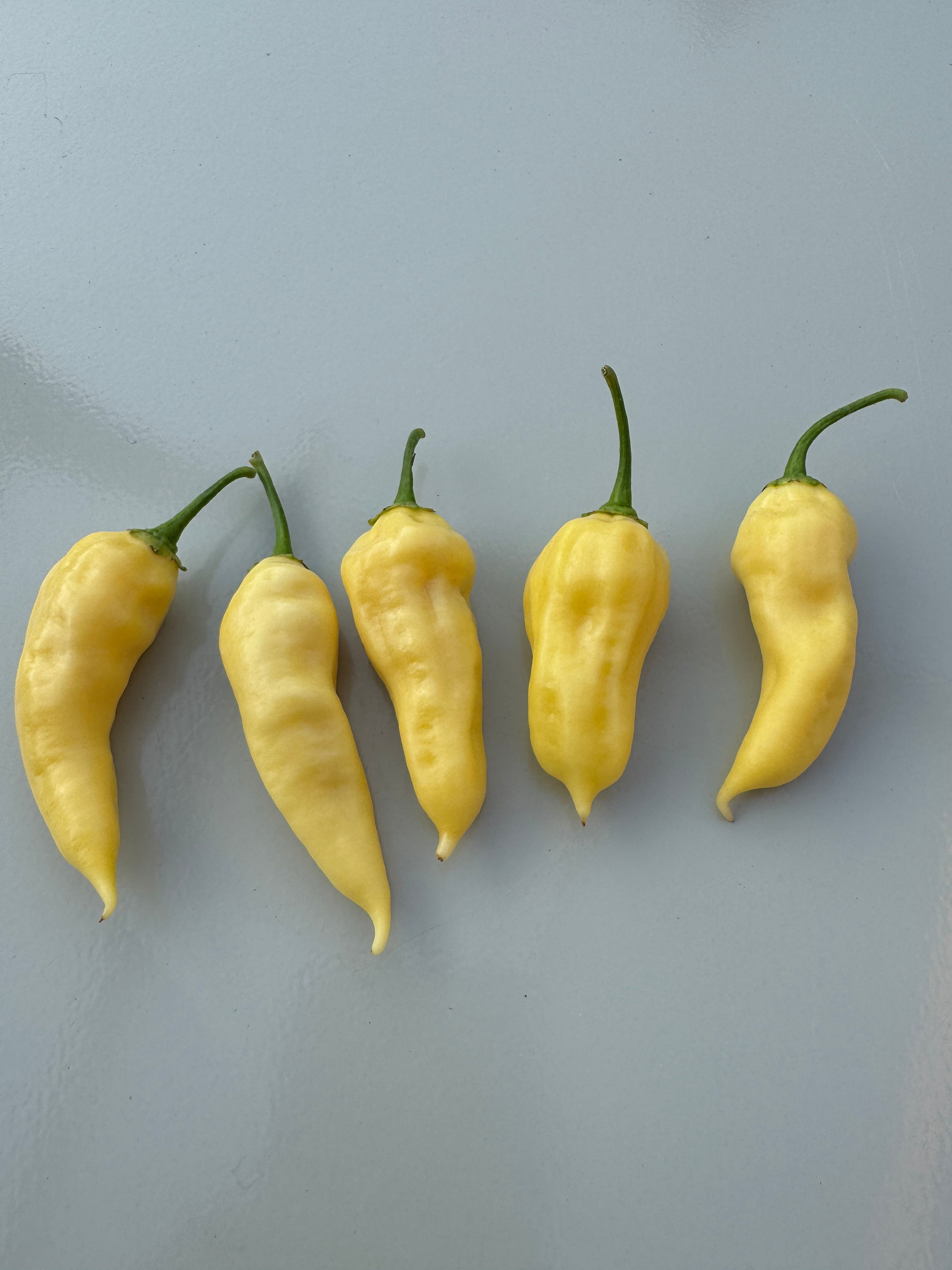 Five Bhut Jolokia White Heat chillies on a light gray background, known for extreme heat and originating from Trinidad and Tobago.